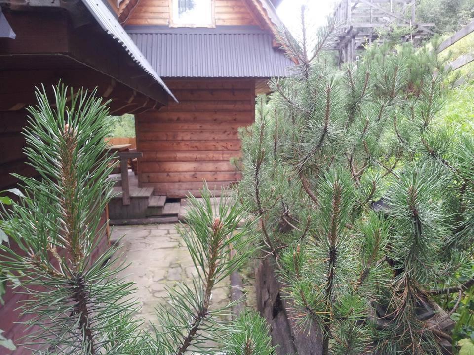Domek Pod Zielonym Lasem Zakopane Exterior photo